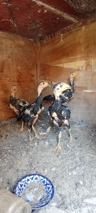 Dakan jojalar sotilad