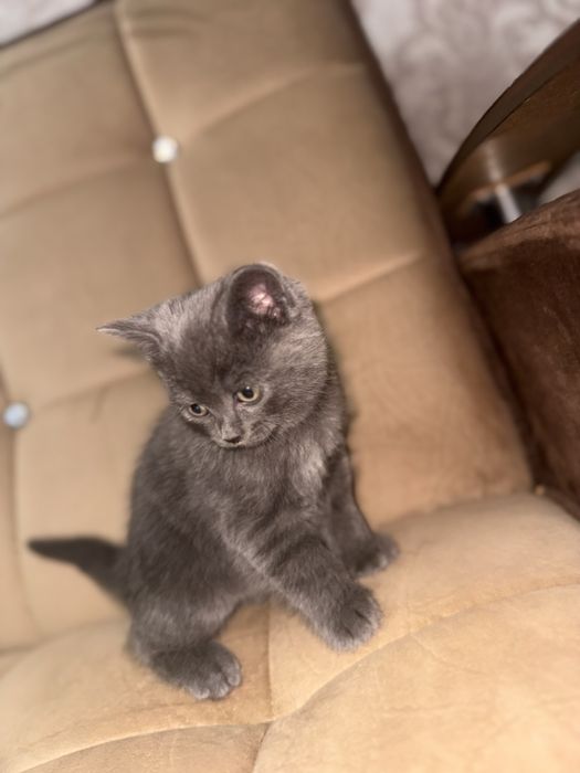 Скоттиш страйт девочка