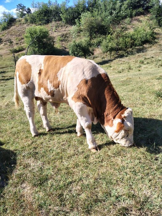 Vând vițel  bălțat
