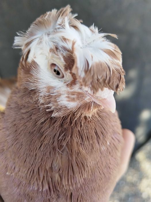 Продам голубку...