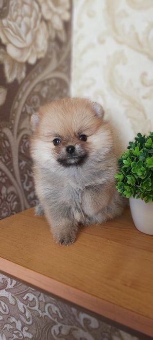 Шпицы мальчики и девочки