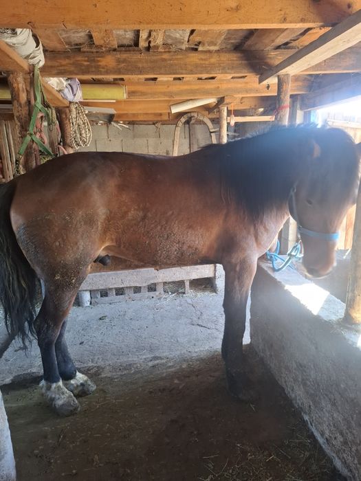 Продам жеребец иноходец