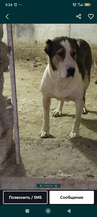 Alabay sotiladi qiziqanlaga