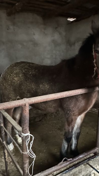 Кунан байланган семыз