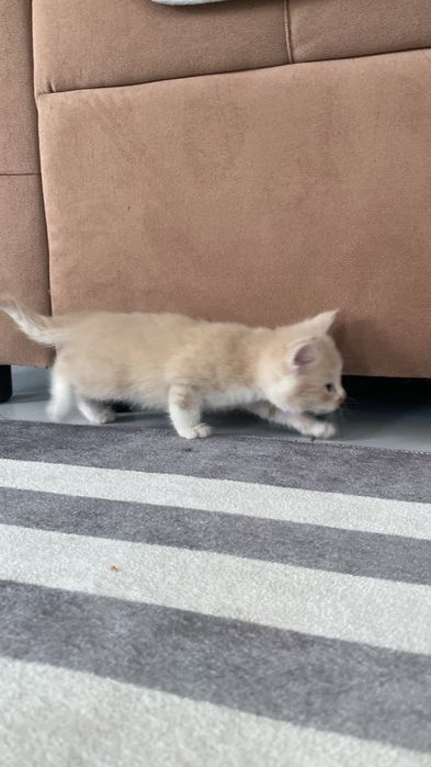 Продам милых котят!