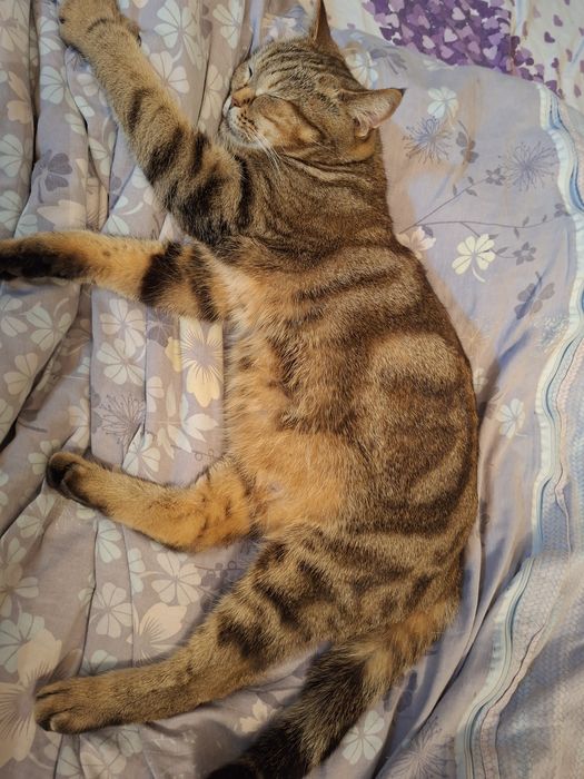 Отдам котят полупородистые.