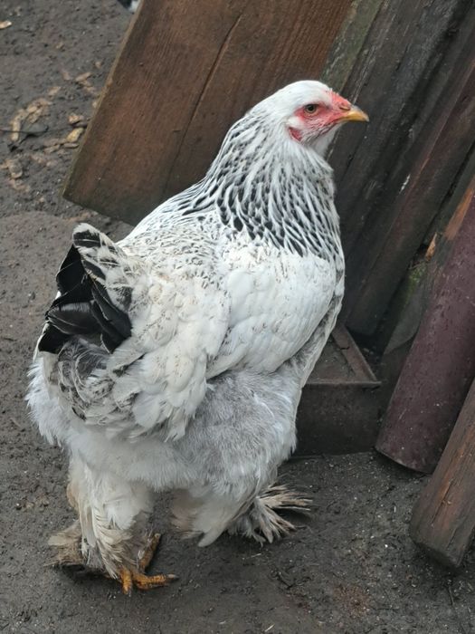 4 rațe și un rățoi mut 2025