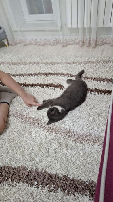 Отдам кота 5 месяцев