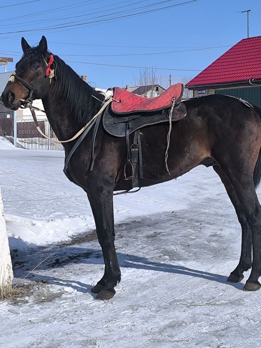Кокпар прогулки айгыр