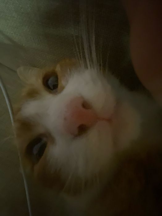 отдам кота в добрые руки