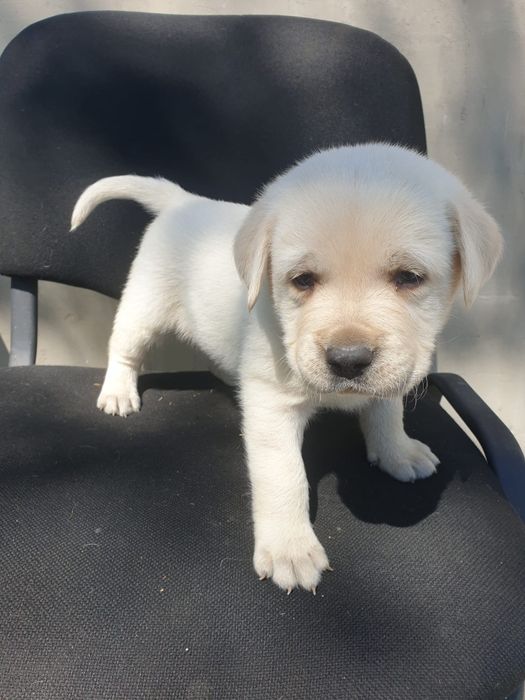 Labrador retriver pedigree