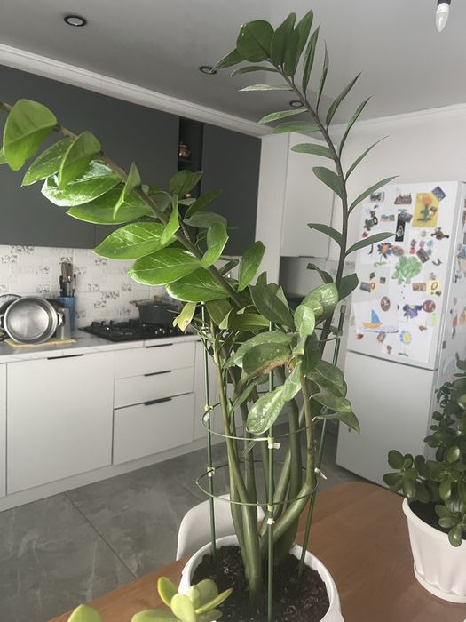 Цветы комнатные большие