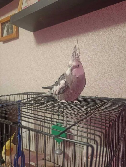 Попугай карелла самка.