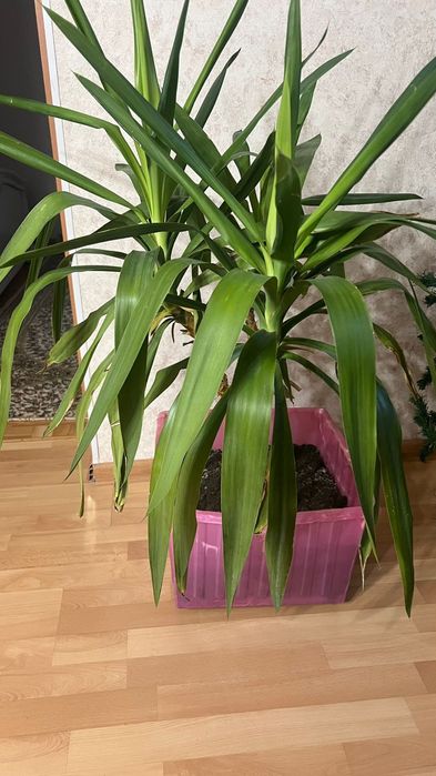 Цветы комнатные продам