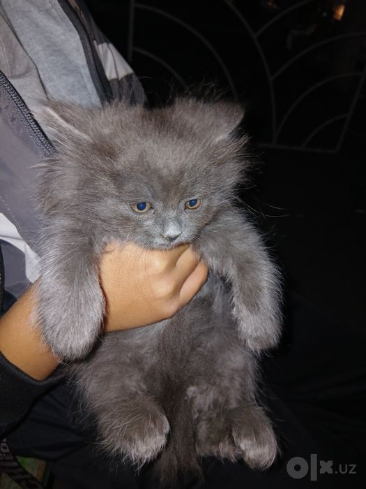 Кошка пародистая