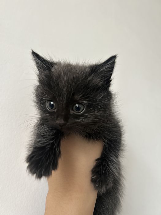 пушистые красивые котята отдам бесплатно