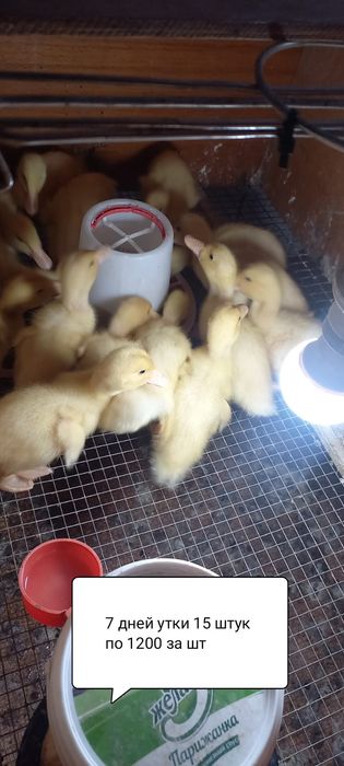 Продам утки и гусы