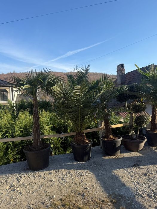 Palmieri Trachycarpus rezistenți la îngheț