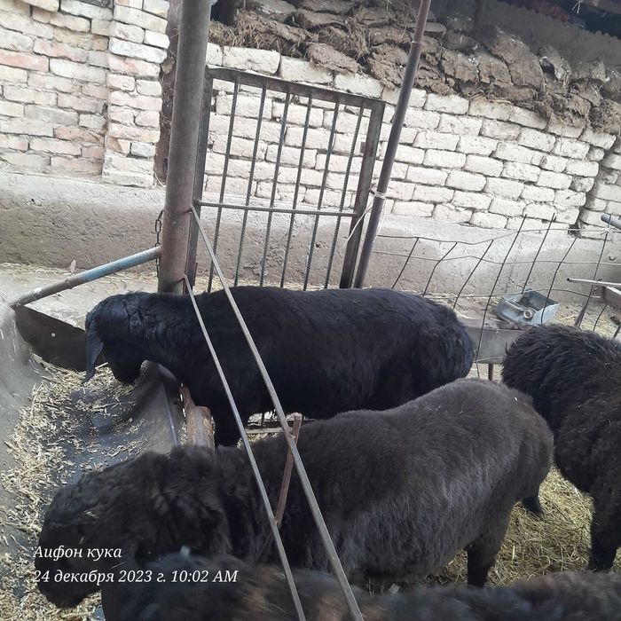 Қошқарлар сатылады