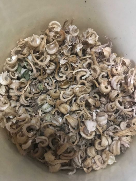 Семена календулы лекарственной