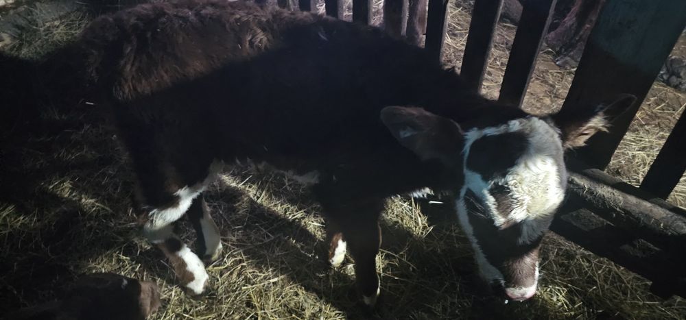 Продам телят . . .