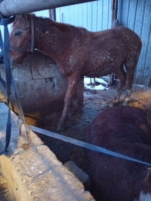 Бир Жарым жасар Тай Сатылады