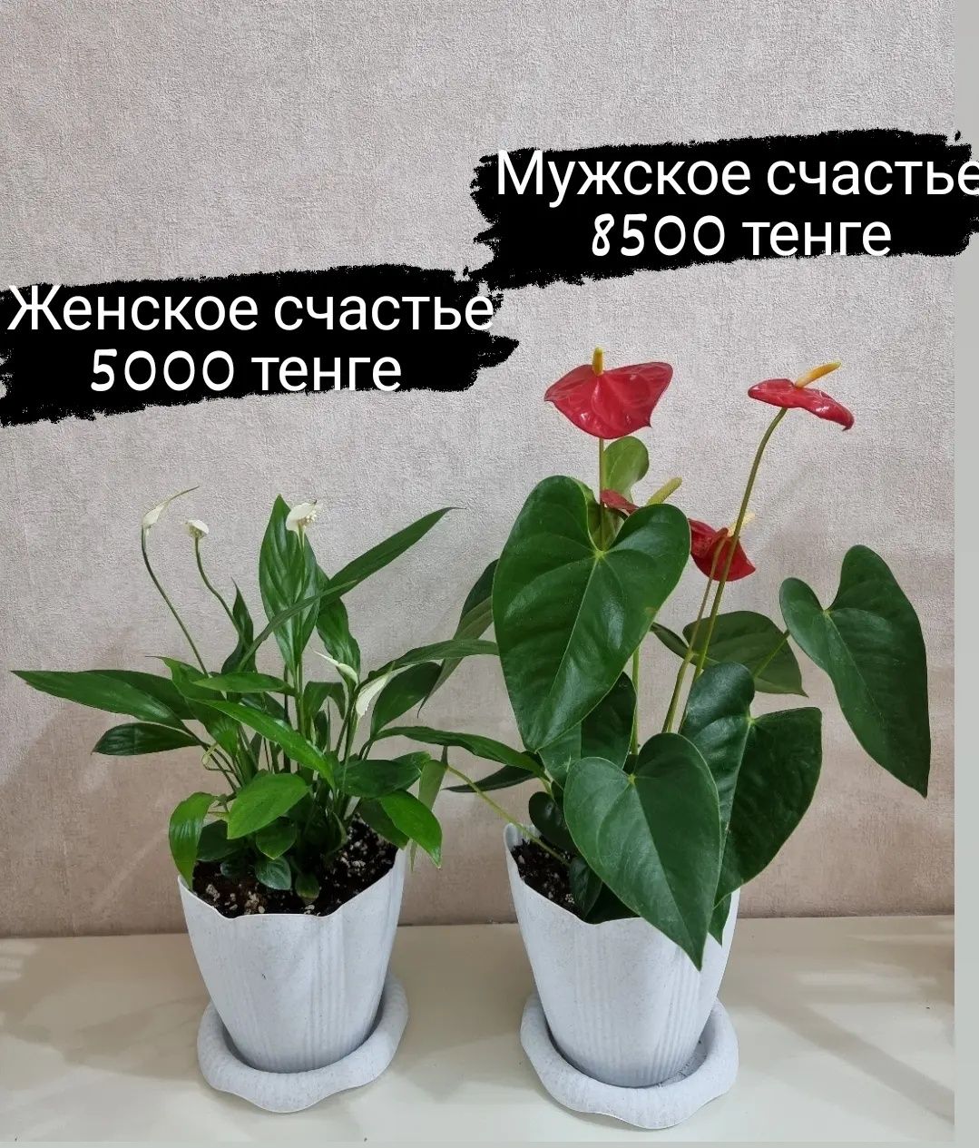 Цветок женское счастье (спатифиллум)