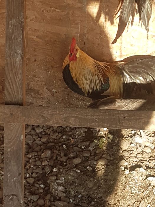 Phoenix cocosi tineri