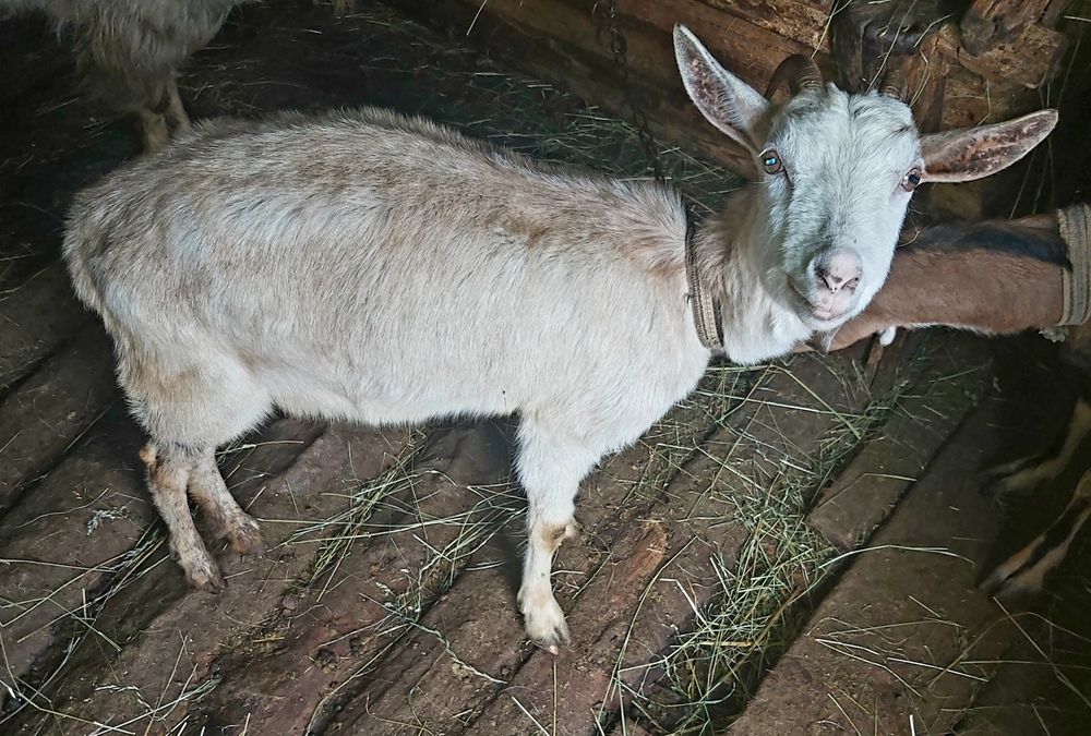 De vânzare capre sanen