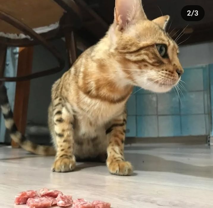 Бенгальская кошка