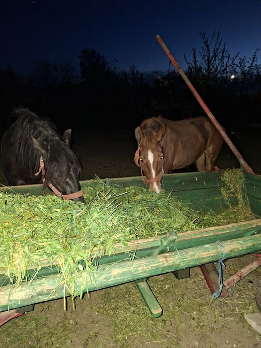 Vând iapa bună de ham