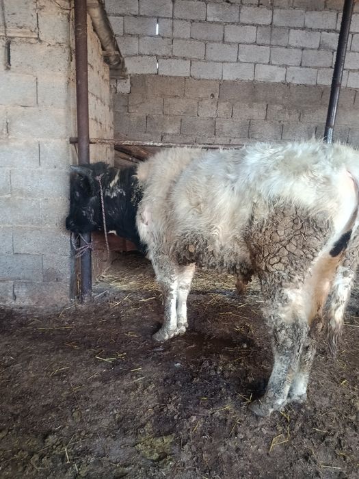 Буқа сатылады аа