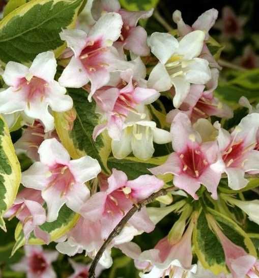 Вейгела пестролистная розовая