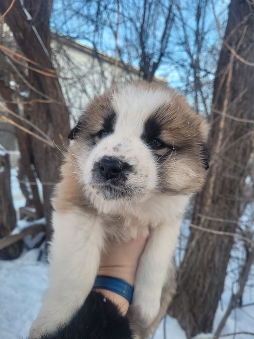 Щеки сиротки ищят дом