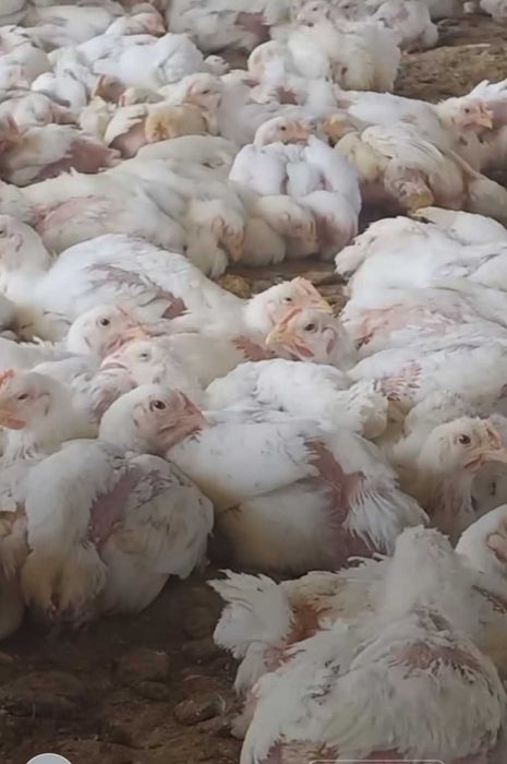 Ferma de pui vacareni