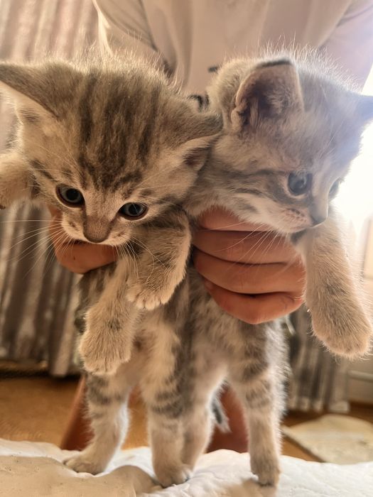 котята британцы красивый окрас