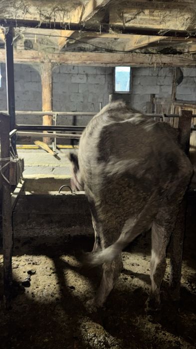 Сиыр сатылады 4 ші тума