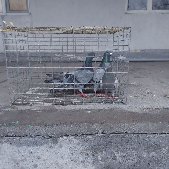 Сизи бакинцы лет с игрой разные