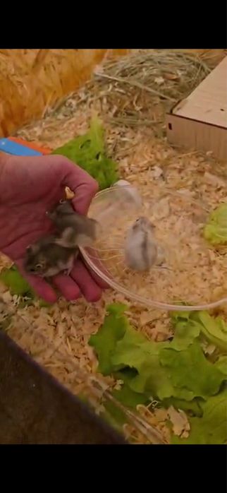 Мини хамстерчета Безплатни в Стара Загора