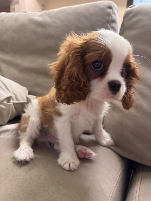 Щенок кавалер кинг чарльз спаниэль
