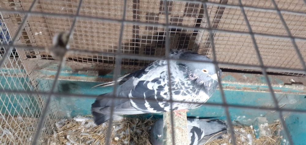 Пощенски гълъби, за състезания