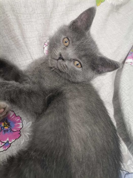 Скотиш страйт мальчик