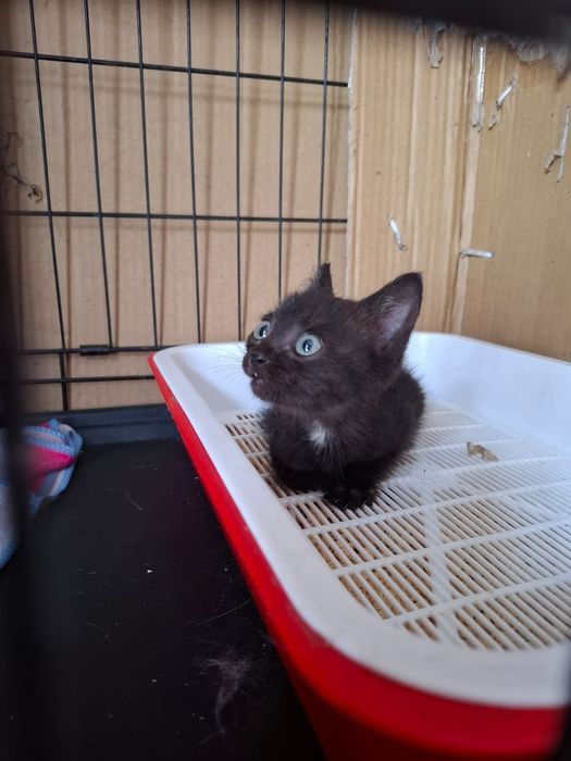 Котёнок девочка игривая