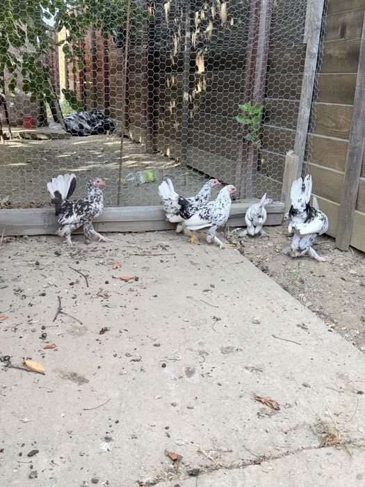 Găini și cocoși pitici