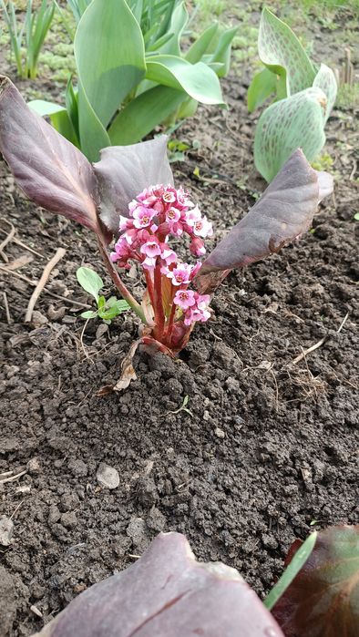 Многолетние цветы для вашей дачи
