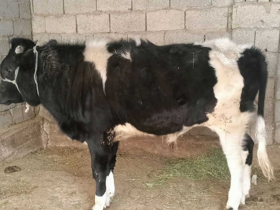 Сатылады өгіз бұзау