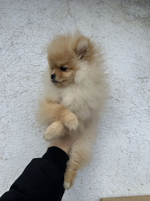 Pomeranian/Померан