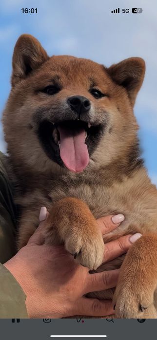 Продаются высоко породные щенки Сиба Ину.