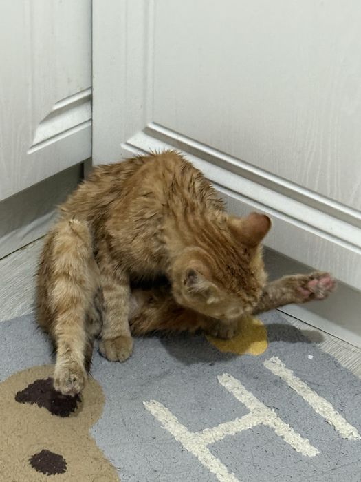 кот мальчик 6 месяцев
