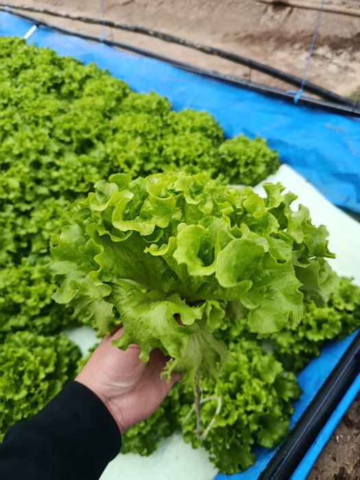 Роман босстн айсберг лалит гидропоники узимзда етиштирилган етказиб